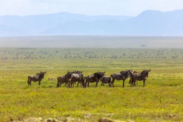 serengeti-clarity_img_11