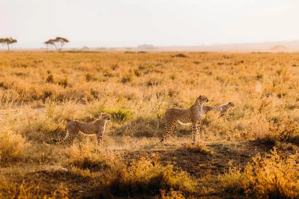 serengeti-clarity_img_8