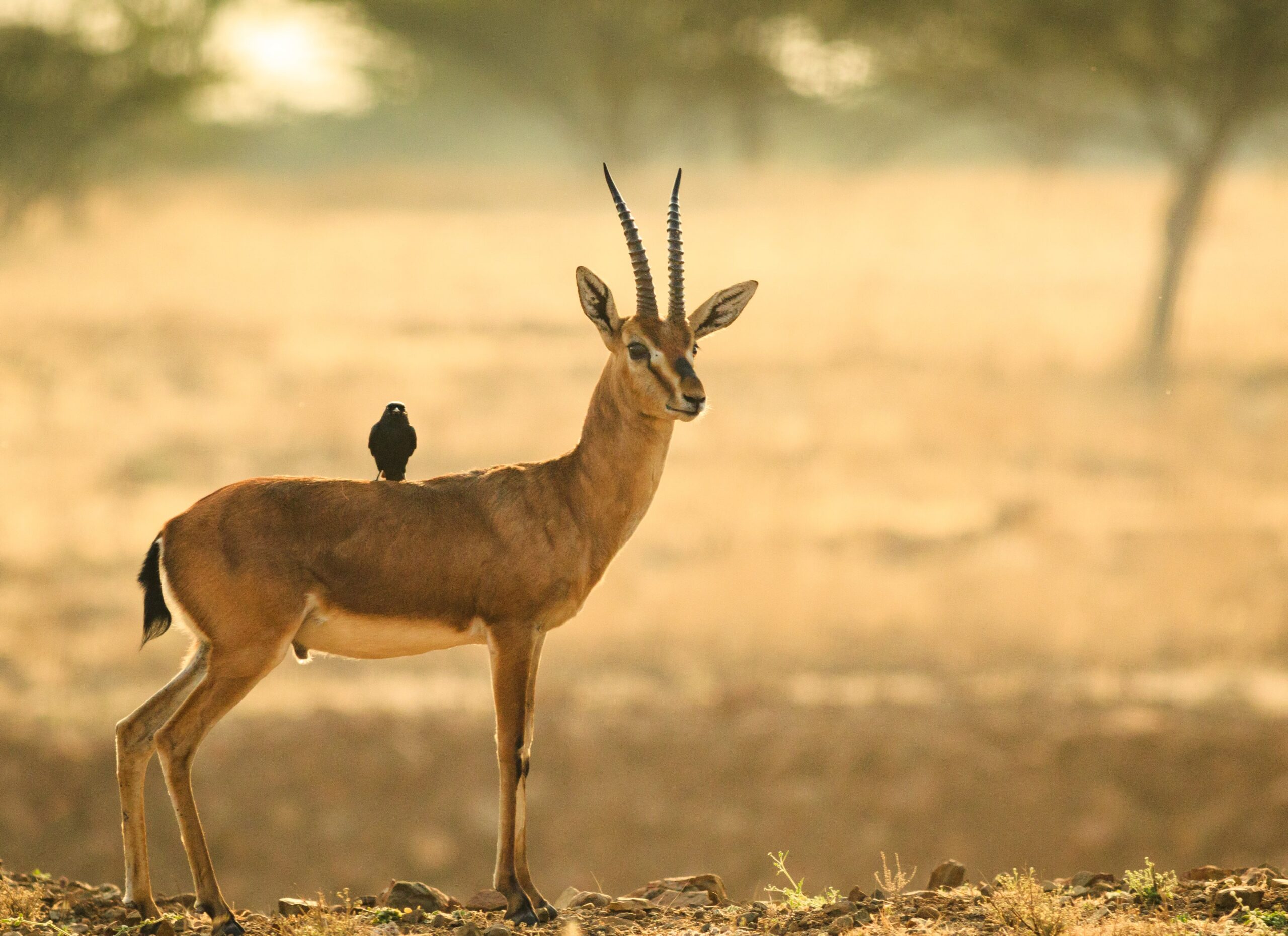 wild-deer-in-the-wilderness-with-a-bird-riding-on-2023-11-27-04-51-57-utc-min-1-scaled