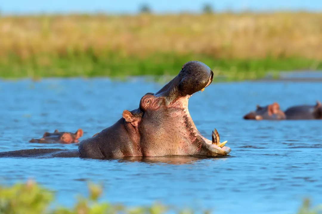 hippo-family-hippopotamus-amphibius-in-the-water-2025-03-31-14-22-50-utc
