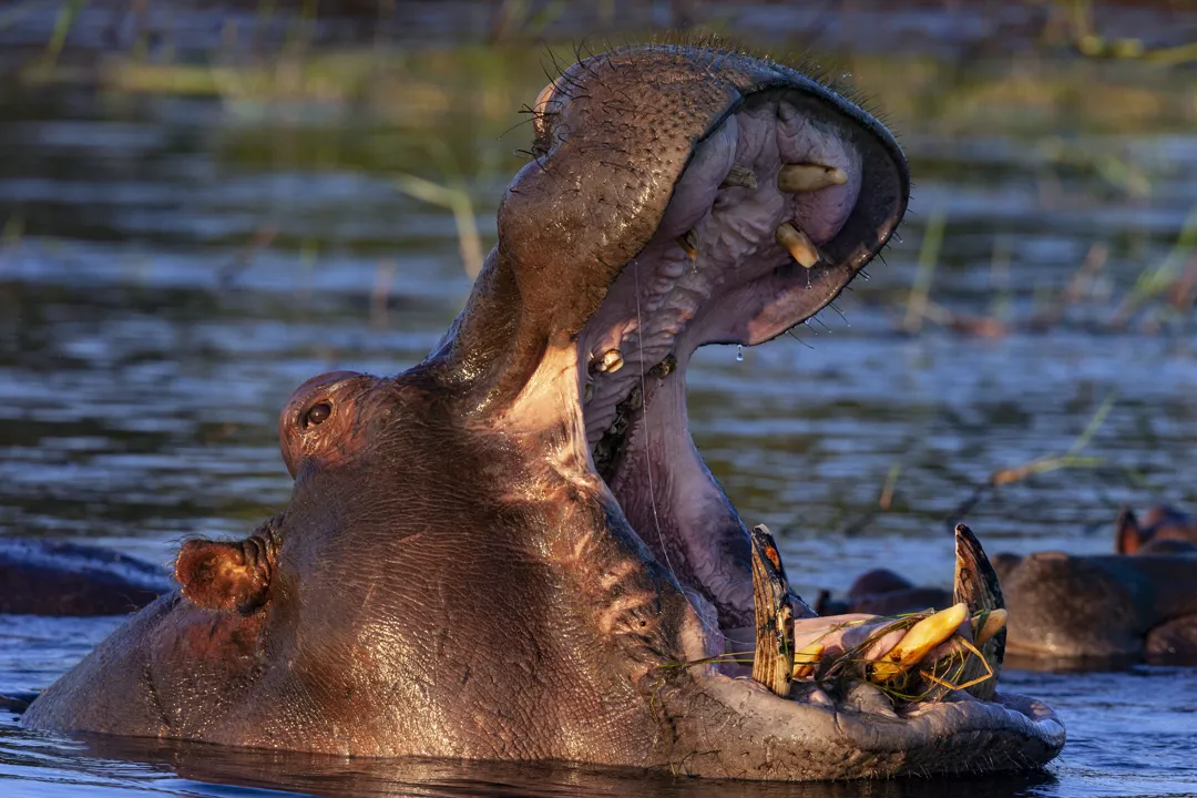 hippopotamus-botswana-2025-04-02-01-07-26-utc