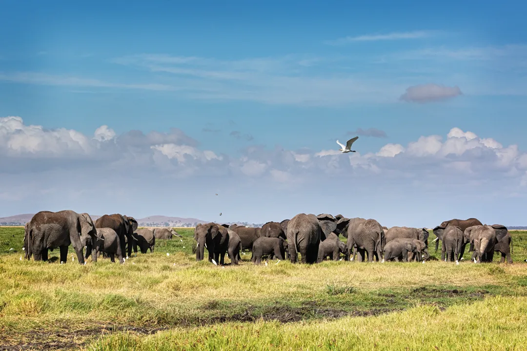 large-herd-of-african-elephants-in-amboseli-kenya-2024-09-17-08-37-35-utc