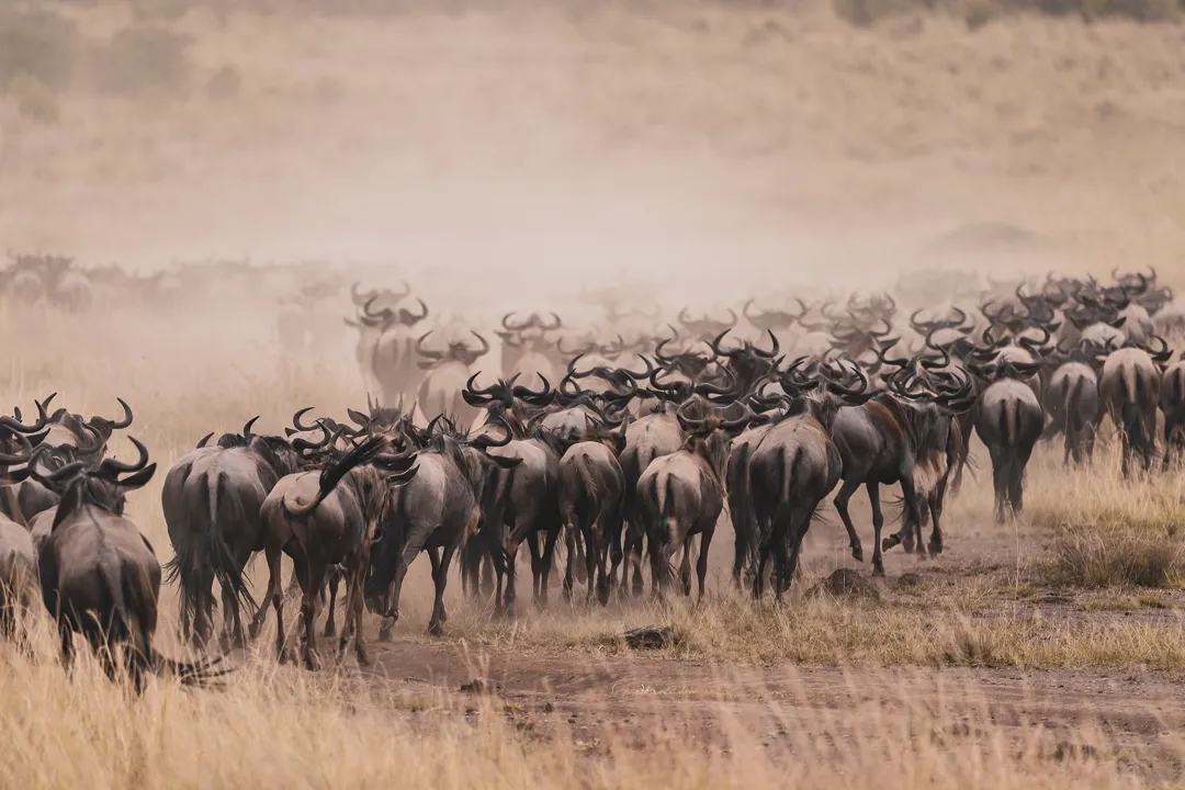 large-herd-of-wild-blue-wildebeests-during-the-gra-2023-11-27-05-25-17-utc