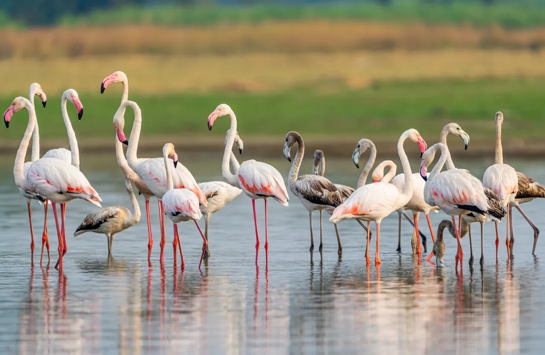 line-of-pink-flamingos-standing-in-a-row-along-the-2025-02-09-20-11-15-utc