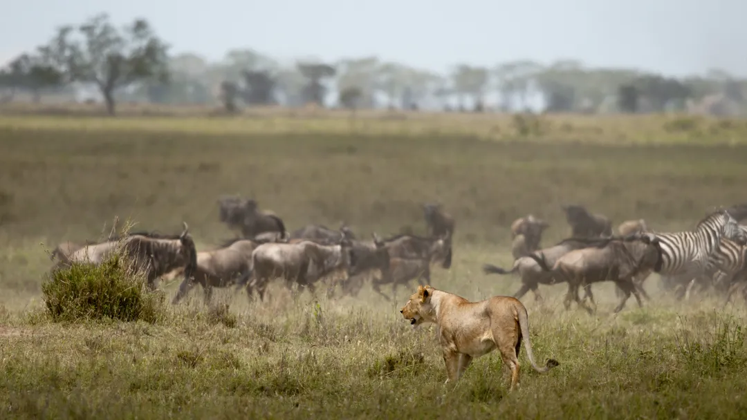 lioness-and-herd-of-wildebeest-at-the-serengeti-na-2024-09-27-06-22-13-utc