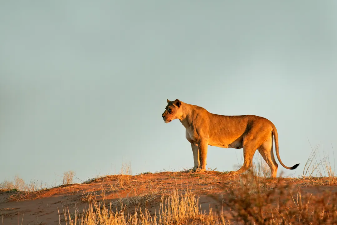 lioness-on-a-sand-dune-kalahari-desert-2024-07-22-21-13-37-utc